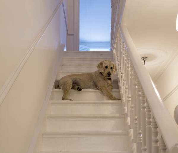 friendly white dog painted stairs Victorian House