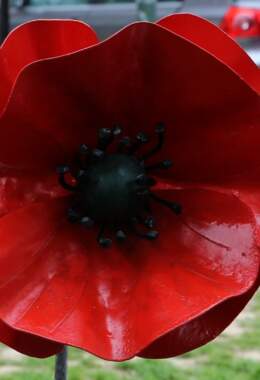Elmfield Garden 2