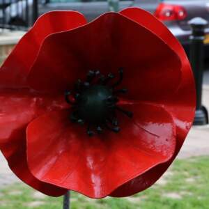 Elmfield Garden 2
